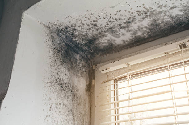 Trusted Crawl Space Mold Removal service in Shiloh, PA - Cheap Mold Removal